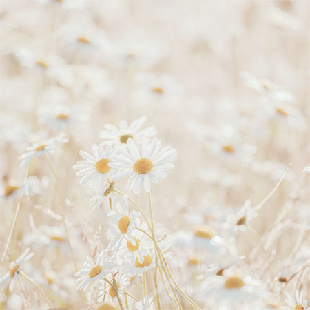 field of daisies Dr. Christine Rodgers Denver Plastic Surgery